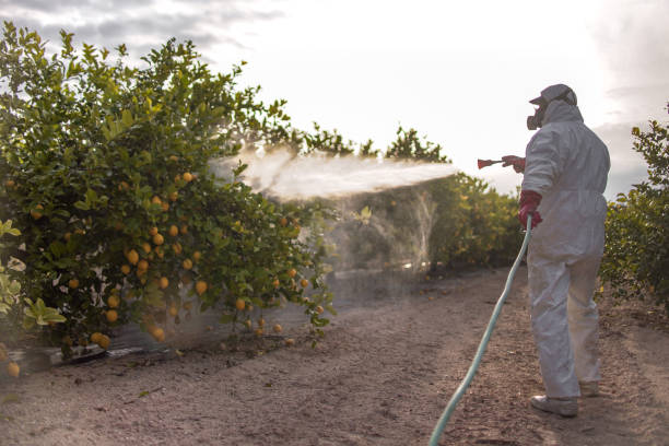 Best Ant Control Services  in Union Beach, NJ