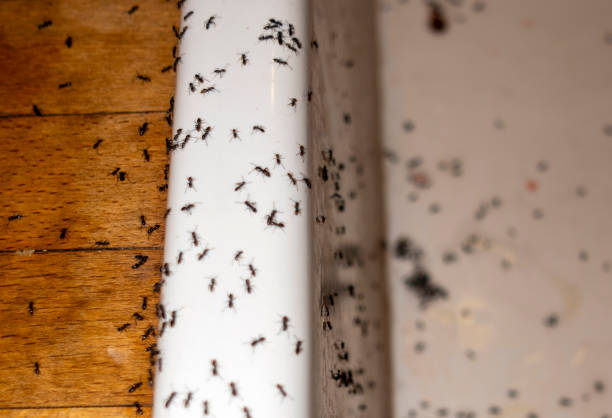 Pest Prevention Services in Union Beach, NJ