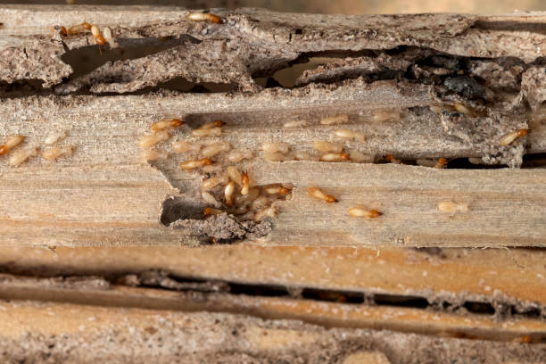 Best Insect Control  in Union Beach, NJ