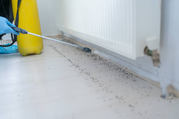Best Mosquito Control Services  in Union Beach, NJ