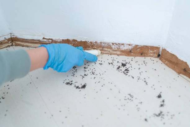 Best Residential Pest Control  in Union Beach, NJ